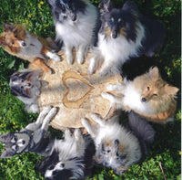 Shetland Collies and Klee Kai Blank Greetings Cards