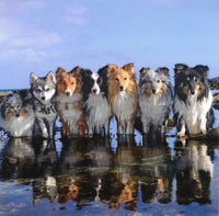 Shetland Collies and Klee Kai Blank Greetings Cards