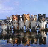 Shetland Collies and Klee Kai Blank Greetings Cards