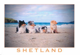 Shetland Collies and Klee Kai set of postcards