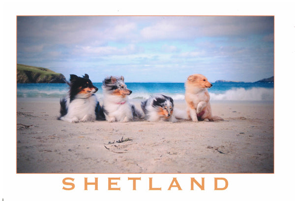 Shetland Collies and Klee Kai set of postcards