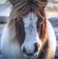 Shetland Pony Greetings Cards