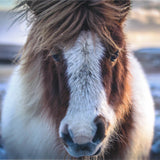 Shetland Pony Greetings Cards